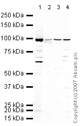 All lanes : Anti-Nucleolin antibody (ab22758) at 1 µg/mlLane 1 : MEF1 (Mouse embryonic fibroblast cell line) Whole Cell Lysate Lane 2 : Brain (Mouse) Tissue Lysate Lane 3 : Pancreas (Mouse) Tissue Lysate Lane 4 : PC12 (Rat adrenal pheochromocytoma cell line) Whole Cell Lysate Lysates/proteins at 10 µg per lane.SecondaryIRDye 680 Conjugated Goat Anti-Rabbit IgG (H+L) at 1/10000 dilution