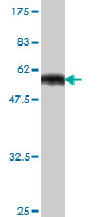 Western blot against tagged recombinant protein immunogen using ab57898 RUNDC2A antibody at 1ug/ml.