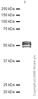 Anti-RUNX1 / AML1 antibody - ChIP Grade (ab23980) at 1 µg/ml + Jurkat (Human T cell lymphoblast-like cell line) Nuclear Lysate (ab14844) at 20 µgSecondaryRabbit IgG secondary antibody (ab28446) at 1/10000 dilution