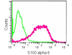 Flow cytometric analysis of 2% paraformaldehyde-fixed HeLa cells labeling S100 alpha 6 with ab181975 at 1/30 dilution (red) compared to a Rabbit monoclonal IgG Isotype control (greeen), followed by Goat anti rabbit IgG (FITC) secondary antibody at 1/150 dilution.