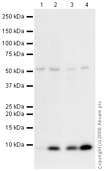 All lanes : Anti-S100 beta antibody - Astrocyte Marker (ab41548) at 1 µg/mlLane 1 : Brain (Mouse) Tissue Lysate Lane 2 : Brain (Rat) Tissue LysateLane 3 : Spinal Cord (Mouse) Tissue Lysate Lane 4 : Spinal Cord (Rat) Tissue Lysate Lysates/proteins at 10 µg per lane.SecondaryGoat polyclonal to Rabbit IgG - H&L - Pre-Adsorbed (HRP) at 1/3000 dilutionPerformed under reducing conditions.