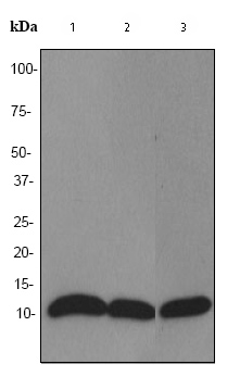 All lanes : Anti-S100A10 antibody [EPR3317] (ab76472) at 1/10000 dilution (unpurified)Lane 1 : HaCaT cell lysateLane 2 : A431 cell lysateLane 3 : HT-29 cell lysateLysates/proteins at 10 µg per lane.SecondaryHRP labelled goat anti-rabbit at 1/1000 dilution