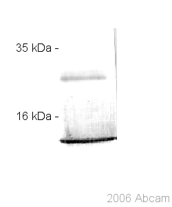 Anti-S100A12 antibody (ab37657) + 200 ng recombinant human S100A12Secondaryanti-rabbit IgG alkalind phosphatase conjugate