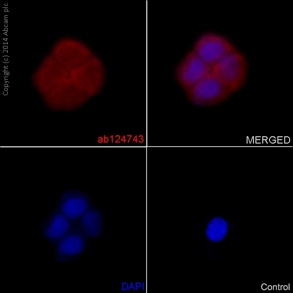Immunofluorescence staining of BxPC-3 cells with purified ab124743 at a working dilution of 1 in 150, counter-stained with DAPI. The secondary antibody was Alexa Fluor® 555 goat anti-rabbit, used at a dilution of 1 in 500. The cells were fixed in 4% PFA. The negative control is shown in bottom right hand panel - for the negative control, purified ab124743 was used at a dilution of 1/200 followed by an Alexa Fluor® 555 goat anti-mouse antibody at a dilution of 1/500.