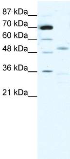 Anti-Nicotinic Acetylcholine Receptor alpha 3 antibody (ab55773) at 0.625 µg/ml + HepG2 cell lysate at 10 µgSecondaryHRP conjugated anti-Rabbit IgG should be diluted in 1: 50,000 - 100,000