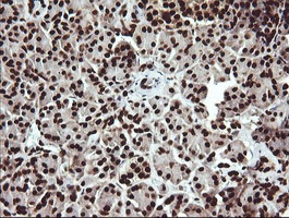 Immunohistochemical analysis of paraffin-embedded Human pancreas tissue labelling SAE1 with ab140964 at 1/150 dilution.
