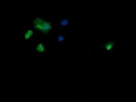 Immunofluorescent analysis of COS7 cells transiently transfected by pCMV6-ENTRY SAE1 labelling SAE1 with ab140964 at 1/100 dilution.
