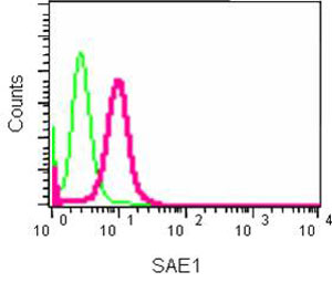 Flow cytometry analysis of HeLa cells using ab185552 at 1/230 dilution. Secondary ab: Goat anti rabbit IgG (FITC) at 1/150 dilution. Fixative: 2% paraformaldehyde. Isotype control: Rabbit monoclonal IgG.