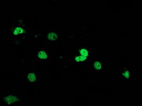 ab118404 at 1/100 dilution staining SAE2 / UBA2 in COS7 cells transiently transfected by pCMV6-ENTRY SAE2 / UBA2 by Immunofluorescence.