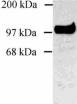 Western blot of SAP102 on extract from COS cells transfected with rat SAP102 using ab3438. 