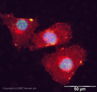ICC/IF image of ab39578 stained human HeLa cells. The cells were methanol fixed (5 min), permabilised in TBS-T (20 min) and incubated with the antibody (ab39578, 1µg/ml) for 1h at room temperature. 1%BSA / 10% normal goat serum / 0.3M glycine was used to quench autofluorescence and block non-specific protein-protein interactions. The secondary antibody (green) was Alexa Fluor® 488 goat anti-rabbit IgG (H+L) used at a 1/1000 dilution for 1h. Alexa Fluor® 594 WGA was used to label plasma membranes (red). DAPI was used to stain the cell nuclei (blue).