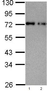 All lanes : Anti-Nucleoporin p62 antibody (ab96134) at 1/1000 dilutionLane 1 : A431 whole cell lysateLane 2 : H1299 whole cell lysateLysates/proteins at 30 µg per lane.