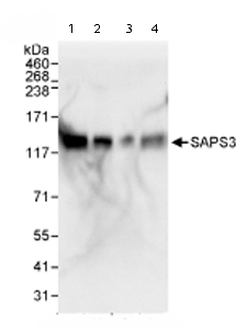 All lanes : Anti-SAPS3 antibody (ab72034) at 0.02 µg/mlLane 1 : Whole cell lysate from Hela cells at 50 µgLane 2 : Whole cell lysate from Hela cells at 15 µgLane 3 : Whole cell lysate from Hela cells at 5 µgLane 4 : Whole cell lysate from 293T cells at 50 µg