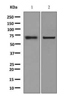 All lanes : Anti-Nucleoporin p62 antibody [EPR9919] (ab140651) at 1/10000 dilutionLane 1 : HepG2 cell lysatesLane 2 : Raji cell lysatesLysates/proteins at 10 µg per lane.SecondaryHRP conjugated goat anti-rabbit at 1/2000 dilution