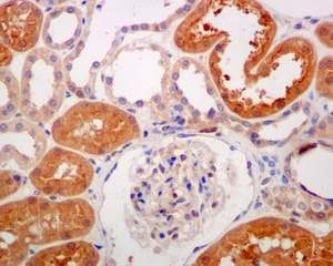 Staining of SARA in Paraffin-embedded Human kidney tissue by Immunohistochemistry using ab124875 at a dilution of 1/100.