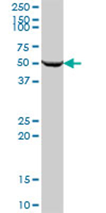 Anti-SARS2 antibody (ab69316) at 1/500 dilution + human liver tissue lysate at 25 µgSecondaryGoat Anti-Mouse IgG (H&L)-HRP Conjugate at 1/2500 dilution
