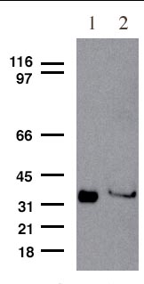All lanes : Anti-SC35 antibody (ab28428)Lane 1 : recombinant SC35 protein Lane 2 : HeLa nuclear lysate