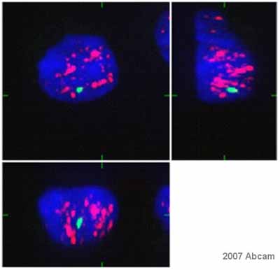 ab11826 staining cultured human colon adenocarcinoma HT29 cells.  Cells were PFA fixed and permeabillized in Triton X100 and Saponin prior to blocking with 1% BSA for 1 hour at RT.  The primary antibody was diluted 1/200 and incubated with the sample for 16 hours at 4°C.  An Alexa Fluor® 594 conjugated goat anti-mouse IgG3 antibody was used as the secondary.See Abreview