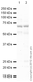 All lanes : Anti-Scavenging Receptor SR-BI antibody (ab126554) at 1 µg/mlLane 1 : Heart (Human) Tissue Lysate - adult normal tissue (ab29431)Lane 2 : Kidney (Human) Tissue Lysate - adult normal tissue (ab30203)Lysates/proteins at 10 µg per lane.SecondaryGoat Anti-Rabbit IgG H&L (HRP) (ab97051) at 1/10000 dilutiondeveloped using the ECL techniquePerformed under reducing conditions.