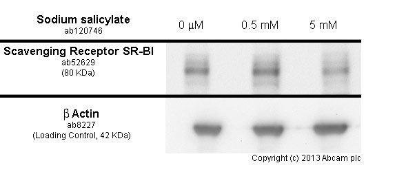 developed using the ECL techniquePerformed under reducing conditions. THP1 cells were incubated at 37&degC for 40h with vehicle control (0 &microM) and different concentrations of sodium salicylate (ab120746). Decreased expression of scavenging receptor SR-BI in THP1 cells correlates with an increase in sodium salicylate concentration, as described in literature.Whole cell lysates were prepared with RIPA buffer (containing protease inhibitors and sodium orthovanadate), 10&microg of each were loaded on the gel and the WB was run under reducing conditions. After transfer the membrane was blocked for an hour using 5% BSA before being incubated with ab52629 at 1/2000 dilution and ab8227 at 1 &microg/ml overnight at 4°C. Antibody binding was detected using an anti-rabbit antibody conjugated to HRP (ab97051) at 1/10000 dilution and visualised using ECL development solution.