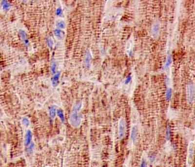 Immunohistochemical analysis of paraffin-embedded Mouse heart tissue labeling SCDGFB using ab181845 at 1/100 dilution. A ready to use HRP Polymer for Rabbit IgG prediluted was used as secondary. Counterstain: Hematoxylin.