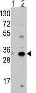 All lanes : Anti-SCF antibody - N-terminal (ab71516) at 1/50 dilutionLane 1 : Nontransfected 293 cell lysateLane 2 : 293 cell lysate transiently transfected with the SCF geneLysates/proteins at 2 µg per lane.