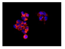 Immunofluorescent analysis of HepG2 cells labeling Nucleotide binding protein like using ab171741 at 1/50 dilution.