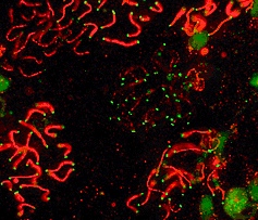 SCP1 labeled in mouse pachytene preparation (red), using ab15087. CDK2 staining, near teleomeres, is also present (green).