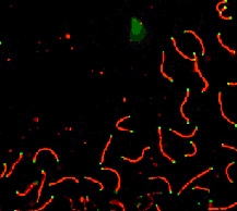 SCP1 labeled in mouse pachytene preparation (red), using ab15090. CDK2 staining, near teleomeres, is also present (green).