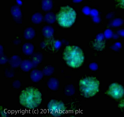 IHC/IF image of ab150292 stained formalin fixed paraffin embedded human normal testis. The section was incubated in 1%BSA / 10% normal goat serum / 0.3M glycine in 0.1% PBS-Tween for 1h to permeabilise the tissue and block non-specific protein-protein interactions. The section was then incubated with the antibody (ab150292, 0.2µg/ml) overnight at +4°C. The secondary antibody (green) was ab96899, DyLight® 488 goat anti-rabbit IgG (H+L) used at a 1/250 dilution for 1h. DAPI was used to stain the cell nuclei (blue) at a concentration of 1.43µM.