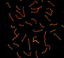 SCP3 labeled in mouse pachytene preparation (red), using ab15093. CDK2 staining, near teleomeres, is also present (green).