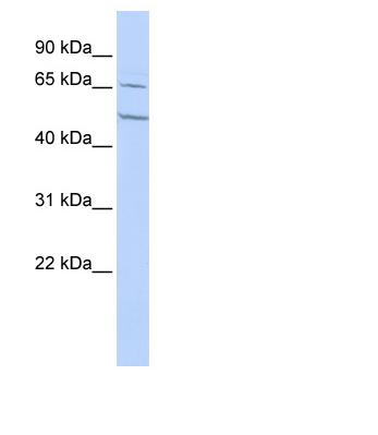 Anti-Nicotinic Acetylcholine Receptor alpha 4 antibody (ab85373) at 1 µg/ml + 10 µg HepG2 cell lysateSecondaryHRP conjugated anti-Rabbit IgG diluted 1/50,000.