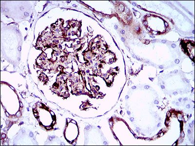 Immunohistochemical analysis of paraffin embedded Human kidney tissue labeling SCP3 with ab181746 at 1/200.
