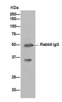 Western blot analysis of immunoprecipitation pellet from 293 lysate immunoprecipitated using ab180518 at 1/50 dilution. Secondary: Goat Anti-Rabbit IgG, (H+L)-HRP at 1/1000 dilution.