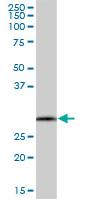 Anti-SCYL1BP1 antibody (ab72921) at 1/500 dilution + Human colon tissue lysate at 25 µgSecondaryGoat Anti-Mouse IgG (H&L)-HRP Conjugate at 1/2500 dilution
