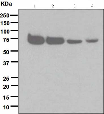 All lanes : Anti-Nicotinic Acetylcholine Receptor alpha 4 antibody [EPR4563(2)] (ab124832) at 1/10000 dilutionLane 1 : SH-SY5Y cell lysateLane 2 : A673 cell lysateLane 3 : C6 cell lysateLane 4 : Neuro-2a cell lysateLysates/proteins at 10 µg per lane.SecondaryHRP labelled goat anti-rabbit at 1/2000 dilution