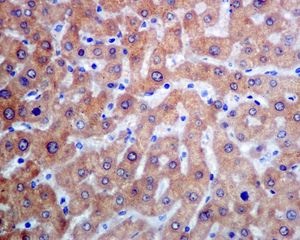 Immunohistochemical analysis of paraffin-embedded Human liver tissue labelling SEC14L2 with ab137013 at 1/250 dilution.