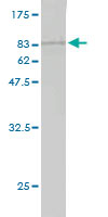 Western blot against tagged recombinant protein immunogen using ab57799 NUDT12 antibody at 1ug/ml.