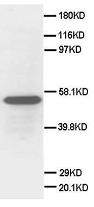 Anti-Secretogranin 3 antibody (ab65821) at 1 µg/ml + Hela cell tissue lysis