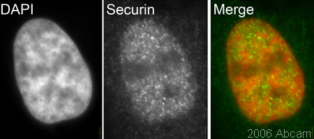 HeLa cells stained with ab26273 (1/100 dilution). A clear nuclear signal in interphase HeLa cells can be seen.