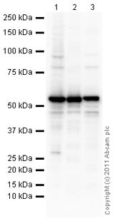 All lanes : Anti-Selenium Binding Protein 1 antibody (ab90135) at 1 µg/mlLane 1 : Liver (Mouse) Tissue LysateLane 2 : Lung (Mouse) Tissue LysateLane 3 : Liver (Rat) Tissue LysateLysates/proteins at 10 µg per lane.SecondaryGoat Anti-Rabbit IgG H&L (HRP) preadsorbed (ab97080) at 1/5000 dilutiondeveloped using the ECL techniquePerformed under reducing conditions.