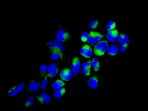 Immunofluorescence analysis of 293T cells labeling NUDT19 using ab180166 at 1/100 (green). DAPI nuclear staining (blue).