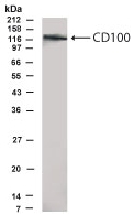 Anti-Semaphorin 4D antibody (ab46959) at 1/500 dilution + Transfected CHO cells