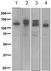 All lanes : Anti-Semaphorin 4D antibody [EP3569] (ab134128) at 1/1000 dilutionLane 1 : Camptothecin treated Jurkat cell lysateLane 2 : Jurkat cell lysateLane 3 : Human spleen lysateLane 4 : Human fetal kidney lysateLysates/proteins at 10 µg per lane.