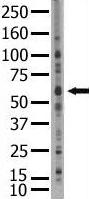 ab3660 at a 1/100 dilution staining approximately 68 kDa band of SENP2 in Jurkat cell lysate by Western blot (ECL).