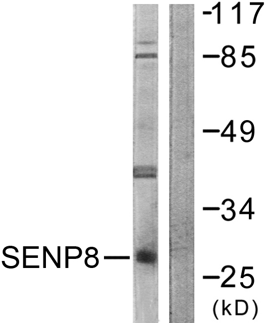 All lanes : Anti-SENP8 antibody (ab58423) at 1/500 dilutionLane 1 : HuvEc cell extractLane 2 : HuvEc cell extract with immunizing peptide