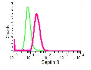 Flow cytometric analysis of 2% paraformaldehyde-fixed K562 cells labeling Septin 8 with ab191404 at 1/150 dilution (pink), compared to a Rabbit monoclonal IgG isotype control (green). Goat anti-rabbit IgG (FITC) was used as secondary antibody at 1/150 dilution.