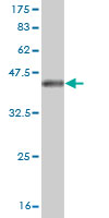 Western blot against tagged recombinant protein immunogen using ab56833 NUDT5 antibody at 1ug/ml.
