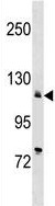 Anti-SERCA2 ATPase antibody (ab130733) at 1/100 dilution + K562 cell line lysate at 35 µg