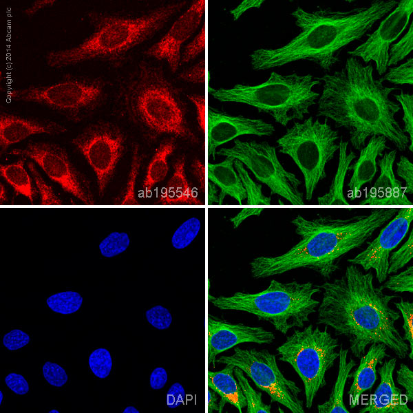 ab195546 staining SERCA2 ATPase in HeLa cells. The cells were fixed with 100% methanol (5 min), permeabilized with 0.1% Triton X-100 for 5 minutes and then blocked with 1% BSA/10% normal goat serum/0.3M glycine in 0.1%PBS-Tween for 1h. The cells were then incubated overnight at +4°C with ab195546 at a 1/50 dilution (shown in red) and ab195887, Mouse monoclonal to alpha Tubulin (Alexa Fluor® 488), at a 1/250 dilution (shown in green). Nuclear DNA was labelled with DAPI (shown in blue).Image was taken with a confocal microscope (Leica-Microsystems, TCS SP8).